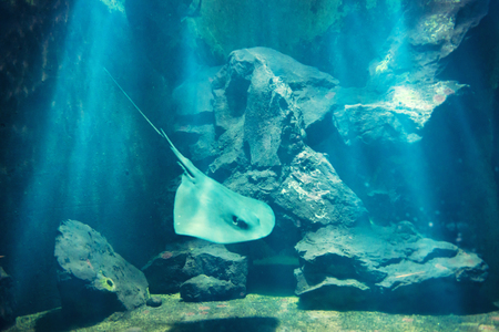 Manta ray floating underwater near coral reefの写真素材
