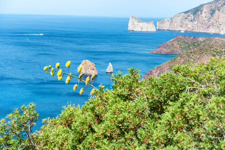 Agave flower and beautiful view to tropical sea from the island coast. Sardinia, Italy.の写真素材