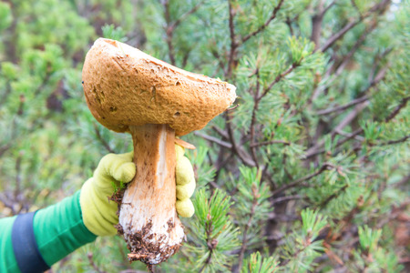 Big edible mushroom boletus in a woman's handの写真素材