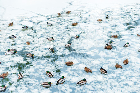 Ducks on frozen lake in the parkの写真素材