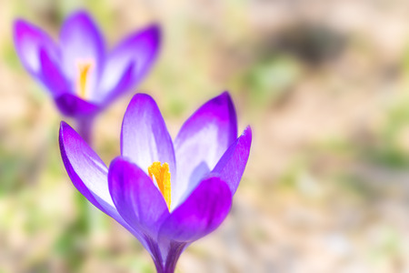 Macro shot of spring violet flowers crocuses with soft backgroundの写真素材