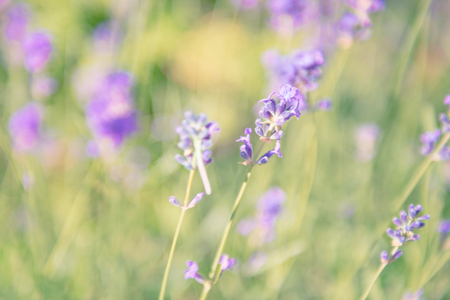 Lavender violet flowers on field at sunsetの写真素材