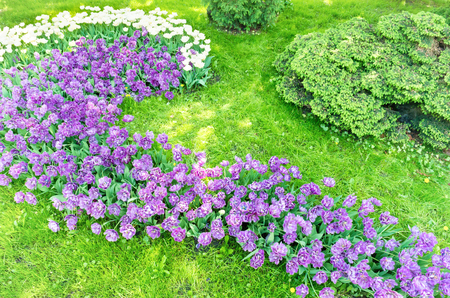 Flowerbed with purple and pink flowers tulips and green grassの写真素材