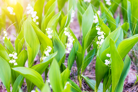 Green field of white forest flowers lily of the valleyの写真素材