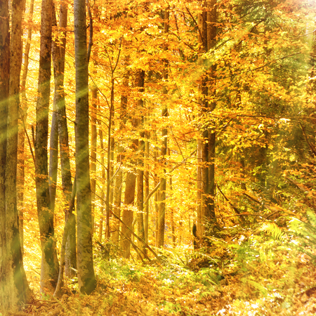 Morning in the autumn forest. Orange fallen leaves and sun light shining through treesの写真素材