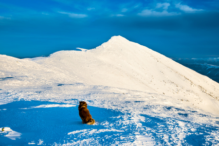 Dog sitting on snow and looking to peak of high winter mountain in snow at sunsetの写真素材