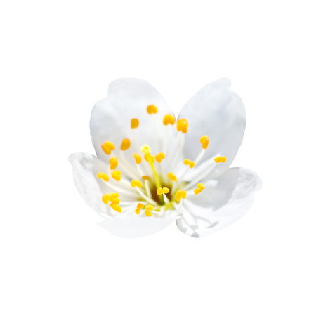 Spring blossoming white spring flower isolated on white floral background, macro close up studio shotの写真素材