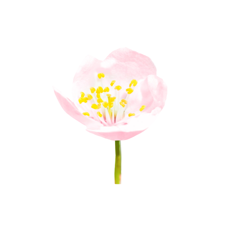 Spring blossoming pink spring flower with stem isolated on white floral background, macro close up studio shotの写真素材
