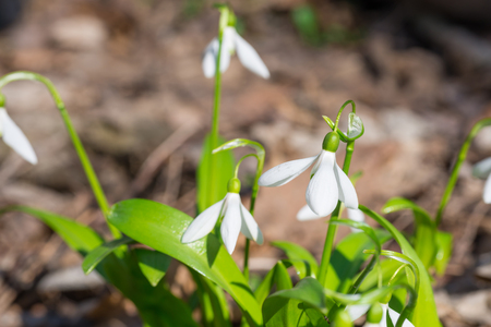 White spring flowers snowdrops in the forestの写真素材
