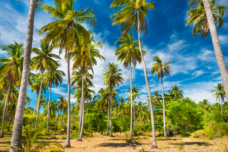 Landscape of green tropical forest with many coconut palm treesの写真素材
