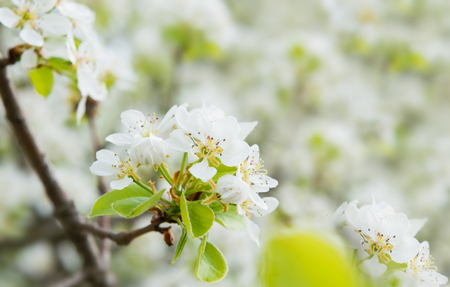 Blossom pear tree in white flowers and green backgroundの写真素材