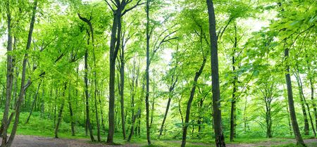 Green forest landscape panorama with trees and sun light going through leaves