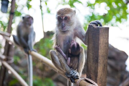 Cute animal family. Macaque monkey sitting on bamboo railing and holding her babyの写真素材