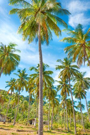 Landscape of green tropical forest with many coconut palm treesの写真素材