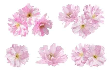 Pink flowers isolated on white background. Floral set of five flowersの写真素材