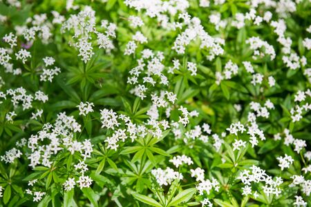 White wild flowers texture in a park with green grassの写真素材