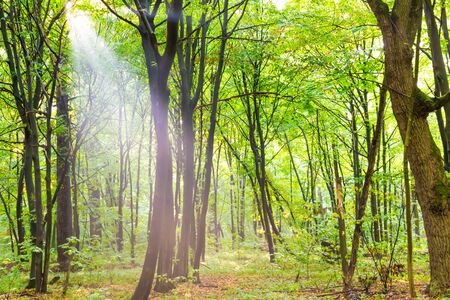 Green forest with autumn trees, footpath and sun light through leaves