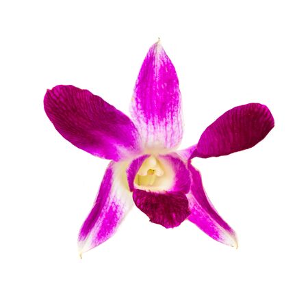 Beautiful pink tropical orchid flower isolated at white backgroundの写真素材