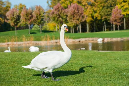 White swan walking on green grass near lakeの写真素材