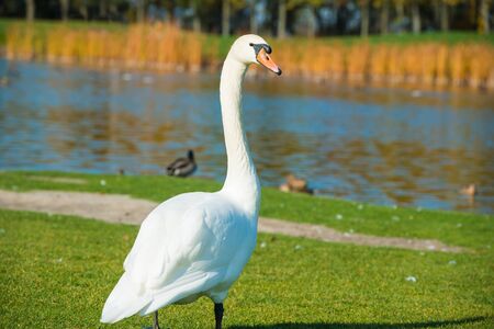 White swan walking on green grass near lakeの写真素材