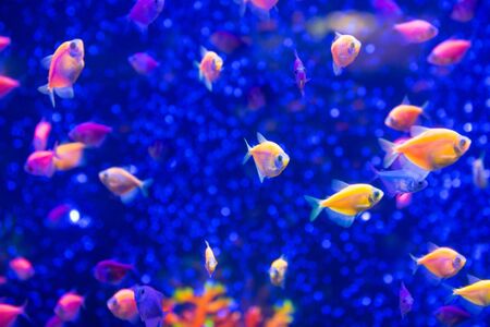 Tropical fishes in aquarium as nature underwater sea life background