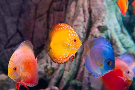 Tropical colorful fishes Symphysodon in aquarium as nature underwater sea life backgroundの写真素材