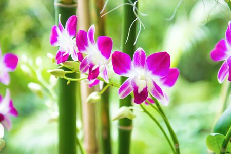Closeup view of bloom of white, purple and pink tropical orchid flowers Dendrobium Earsakul on green blurred backgroundの写真素材