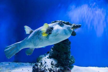 Fugu puffer blowfish fish Arothron Hispidus in aquarium as nature underwater sea life backgroundの写真素材
