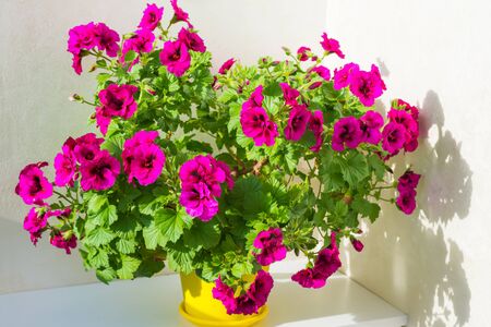Floral home garden with pink geranium flowers in potの写真素材