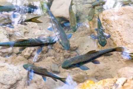 Flock of tropical red garra fishes in river water in Erawan National park, Thailand