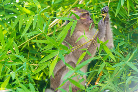 Wild animal monkey eating green bamboo leaves in forestの写真素材