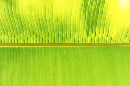 Green banana leaf texture pattern as absctact nature backgroundの写真素材