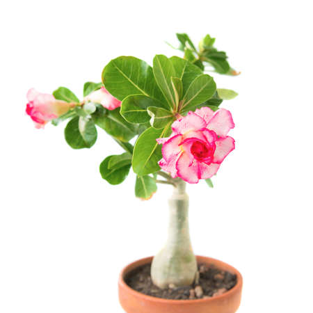 Pink flower Adenium Obesum plant with green leaves in pot isolated on white backgroundの写真素材