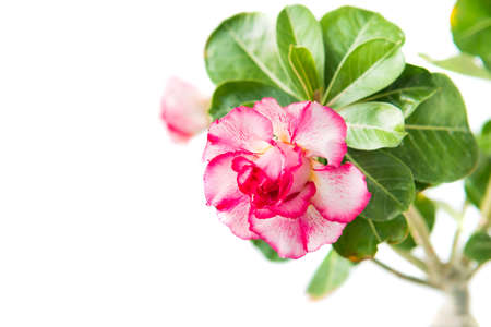 Pink flower Adenium Obesum plant with green leaves isolated on white backgroundの写真素材