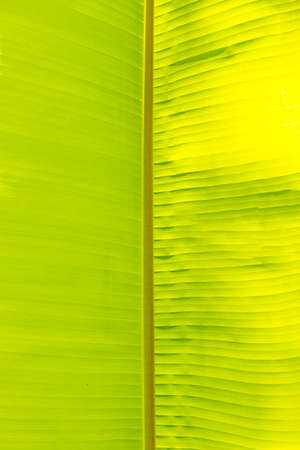 Green banana leaf texture pattern as absctact nature backgroundの写真素材