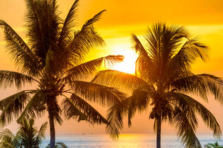 Palm trees at sunset - landscape with coconut pulm trees over sunset sea