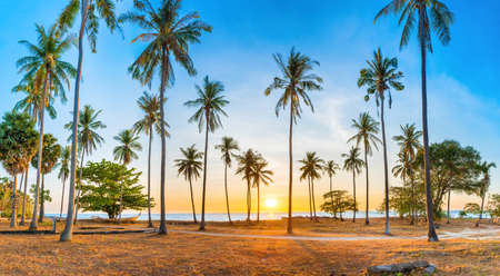 Sunset with palm trees on beach, panorama landscape of palms on sea islandの写真素材