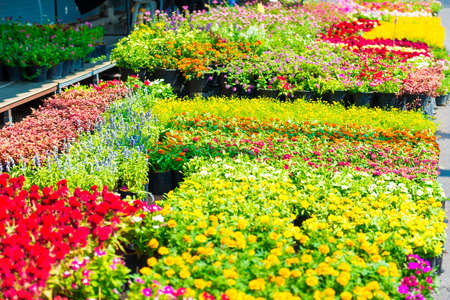 Flowers on flower market, selling colorful flowers on Bangkok market, Thailandの写真素材