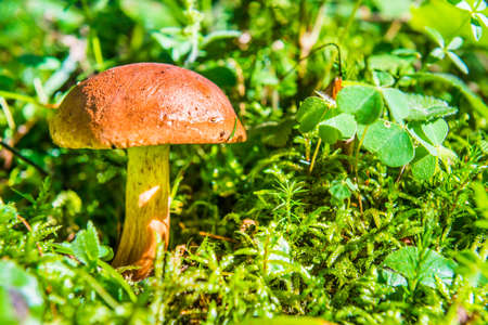 Mushroom fungus boletus in moss and green grass in forestの写真素材