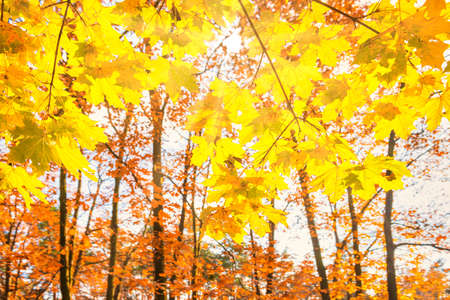 Branch with yellow maple leaves on orange autumn park background