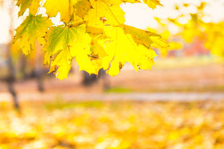 Branch with gold colored maple leaves on yellow autumn park background