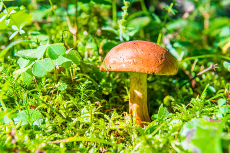 Mushroom fungus boletus in moss and green grass in forestの写真素材