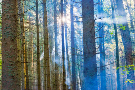 Forest with green mist pine trees and sun goes through foggy treesの写真素材
