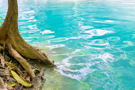 Tropical tree roots in green water of flowing stream in Erawan National park, Thailandの写真素材