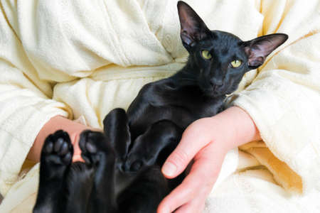 Black oriental cat and woman staying home during quarantine. Cozy lifestyle home conceptの写真素材