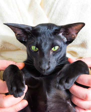 Black oriental cat and woman staying home during quarantine. Cozy lifestyle home conceptの写真素材