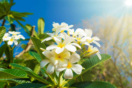 White flowers on plumeria tree with green leaves and blue skyの写真素材