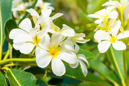White flowers on plumeria tree with green leavesの写真素材