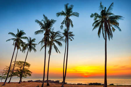 Palm trees on sunset sea coast as paradise holiday summer nature backgroundの写真素材