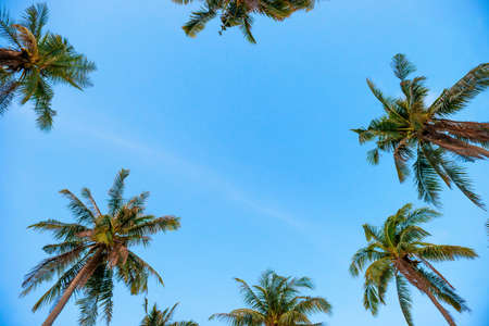 Palm top trees on blue sky as paradise holiday summer nature backgroundの写真素材